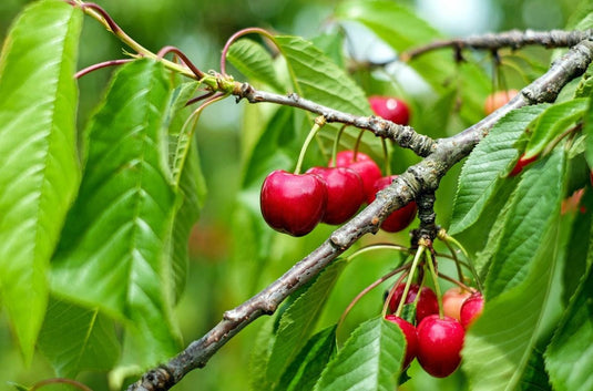Organic Bing Cherry Tree Seeds aka Prunus avium Bing, !Seeds for the beautiful Fruit tree with the amazing and beautiful cherry blossoms!