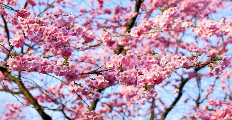 Load image into Gallery viewer, Organic Bing Cherry Tree Seeds aka Prunus avium Bing, !Seeds for the beautiful Fruit tree with the amazing and beautiful cherry blossoms!
