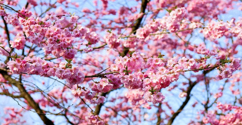 Organic Bing Cherry Tree Seeds aka Prunus avium Bing, !Seeds for the beautiful Fruit tree with the amazing and beautiful cherry blossoms!, additional…
