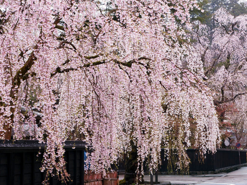 Load image into Gallery viewer, Organic Bing Cherry Tree Seeds aka Prunus avium Bing, !Seeds for the beautiful Fruit tree with the amazing and beautiful cherry blossoms!
