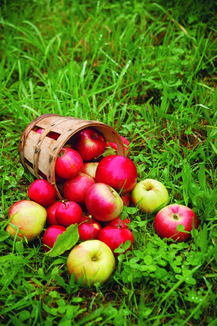 Load image into Gallery viewer, Organic Red Jonathan Apple Tree Seeds Aka Malus domestica !Fast growing trees!
