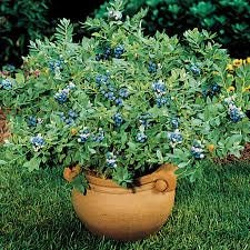 Load image into Gallery viewer, Organic Heirloom Blueberry Bush - Seeds Perfect for potting for urban gardening or apartment plants!
