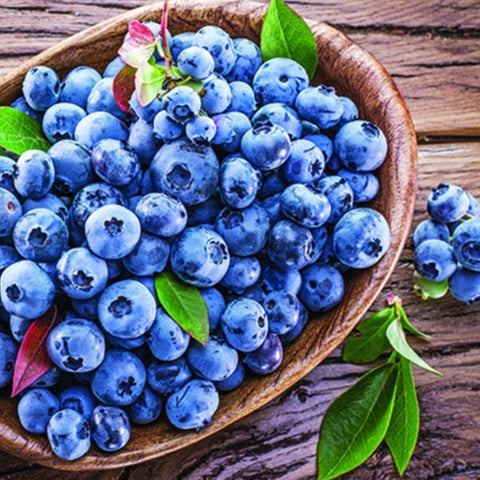 Organic Heirloom Blueberry Bush seeds package, GrowTime Garden Supply