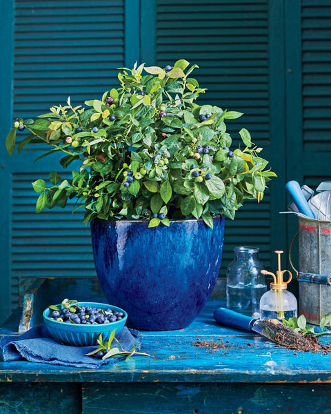 Organic Heirloom Blueberry Bush - Seeds Perfect for potting for urban gardening or apartment plants!, additional product view 2