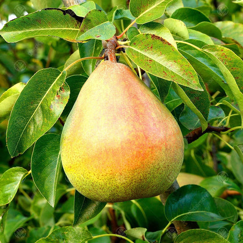 Heirloom Organic Bartlett Pear Tree Seeds Aka Pyrus communis, additional product view 2