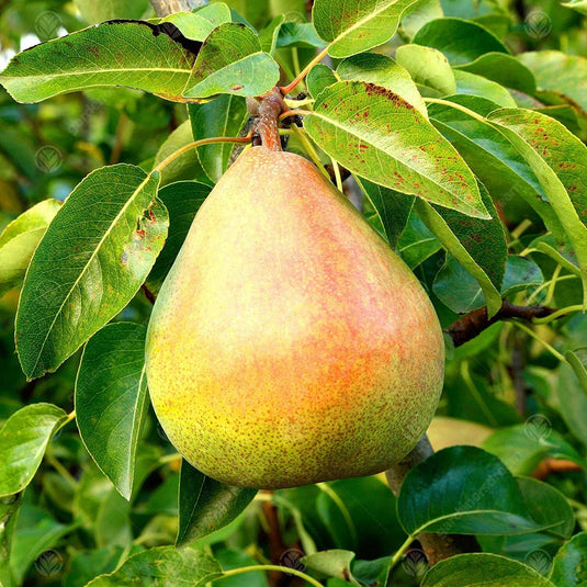 Heirloom Organic Bartlett Pear Tree Seeds    Aka Pyrus communis