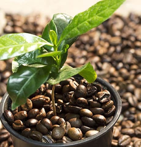 Organic Arabica Coffee Bean Tree seeds package, GrowTime Garden Supply