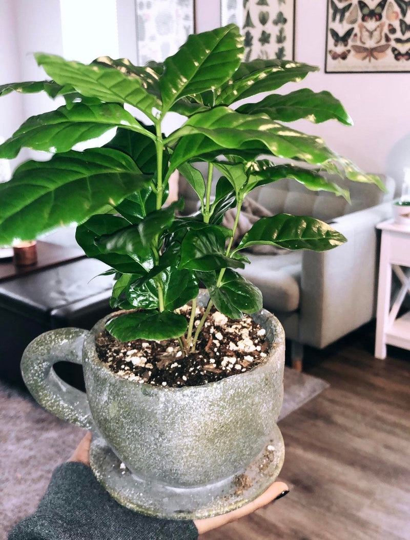 Load image into Gallery viewer, Organic Coffee Bean Tree Seeds  Arabica perfect office or house plants! seedlings available check website for details
