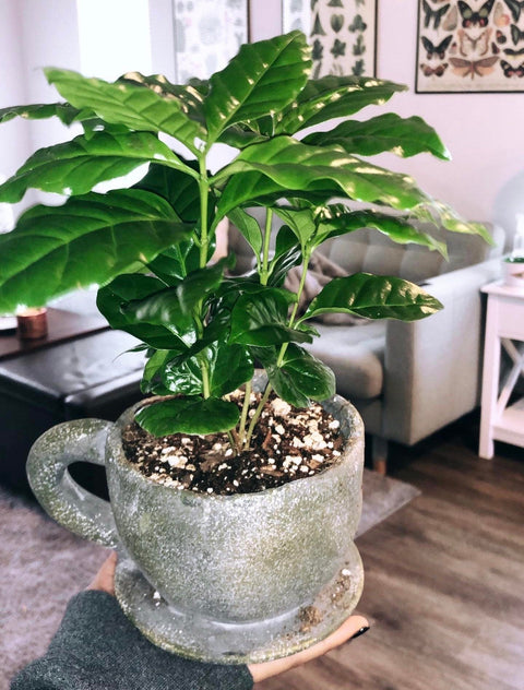 Organic Coffee Bean Tree Seeds Arabica perfect office or house plants! seedlings available check website for details, additional product view 2