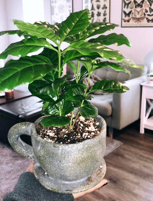 Organic Coffee Bean Tree Seeds  Arabica perfect office or house plants! seedlings available check website for details