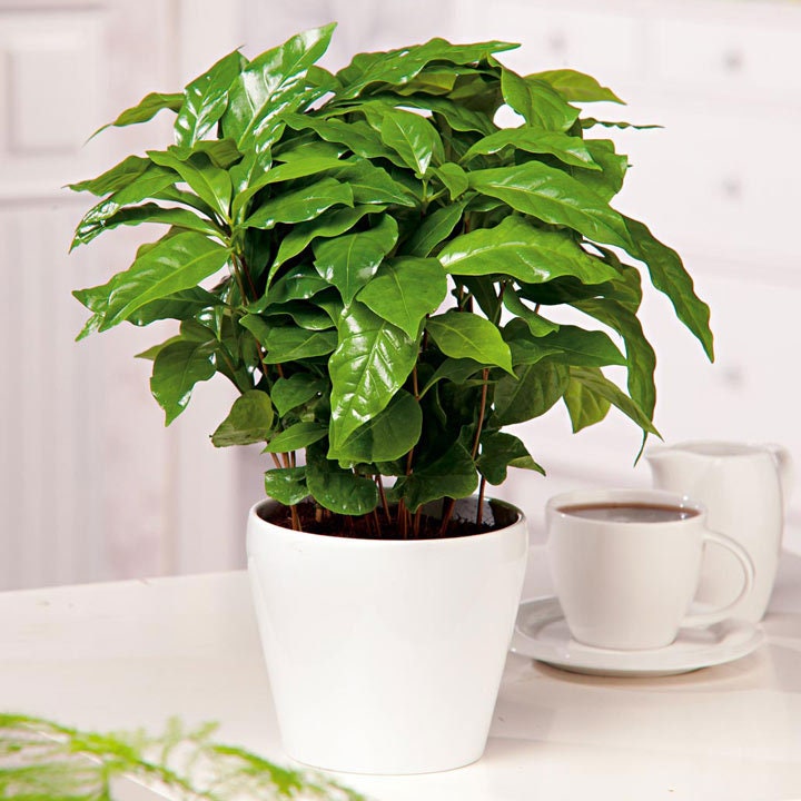 Load image into Gallery viewer, Organic Coffee Bean Tree Seeds  Arabica perfect office or house plants! seedlings available check website for details
