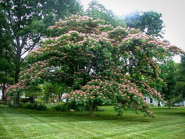 Load image into Gallery viewer, Organic Mimosa Tree Seeds aka Silk tree, Albizia julibrissin, Silky acacia, Persian silk tree, Pink Silk dwarf bonzai or giant ornamental!
