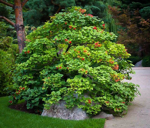 Heirloom Organic Cranberry Bush Seeds aka Cranberries Tree seeds, Cranberry Shrub Seeds, additional product view 2