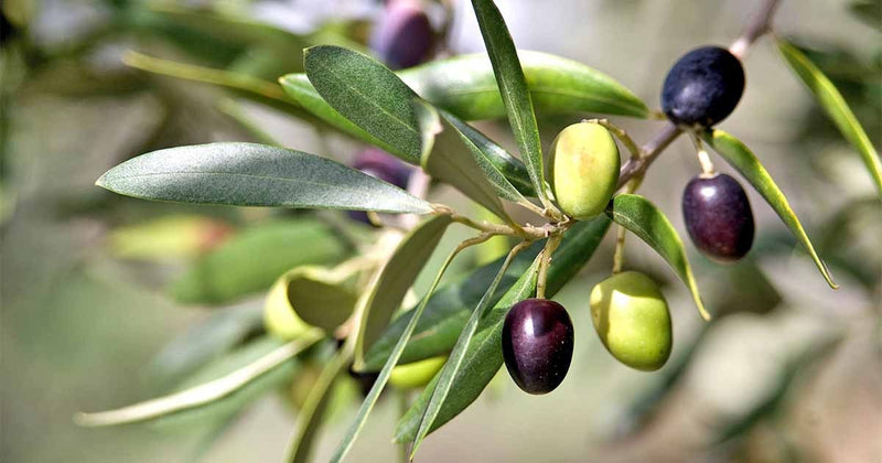 Load image into Gallery viewer, Heirloom Organic Olive Tree Seeds Great as indoor office plant or beautifying your yard or grow your own olives or make your own olive oil!
