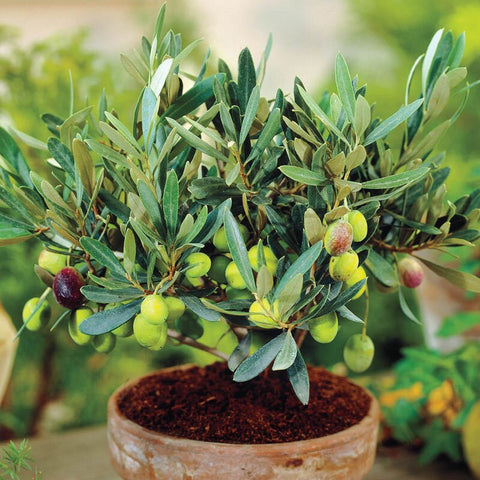 Heirloom Organic Olive Tree seeds package, GrowTime Garden Supply