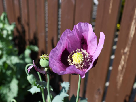 Hungarian Blue Breadseed poppy Seeds Aka Papaver somniferum L. , bulk poppy seeds , Antique Poppies, Heirloom and Organic, additional product view 2