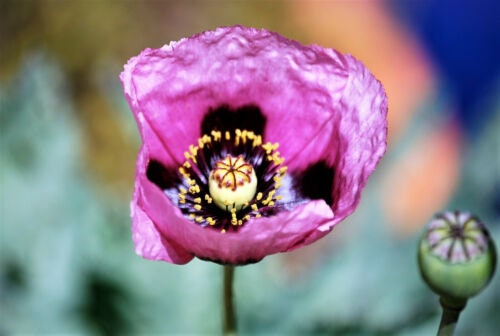 Load image into Gallery viewer, Hungarian Blue Breadseed poppy Seeds Aka Papaver somniferum L. , bulk poppy seeds , Antique Poppies, Heirloom and Organic
