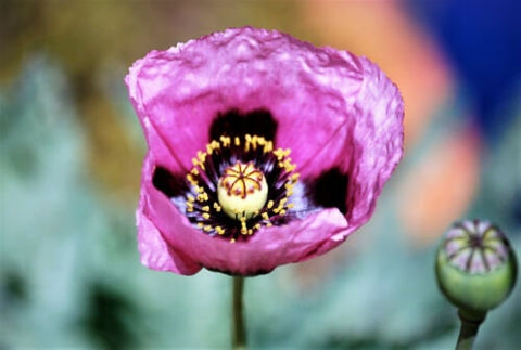 Hungarian Blue Breadseed Poppy seeds package, GrowTime Garden Supply