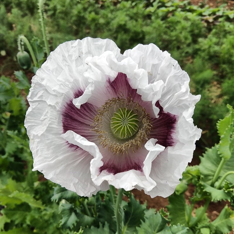 Load image into Gallery viewer, Heirloom Organic Tasmanian Alks White Poppy Seeds
