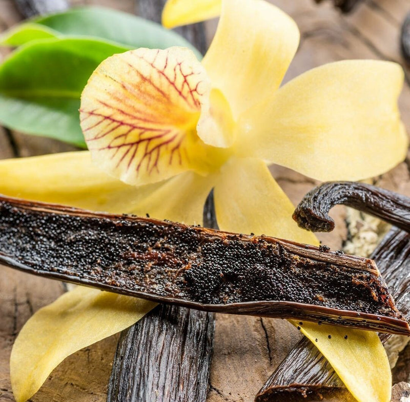 Load image into Gallery viewer, Heirloom Organic Vanilla VineVanilla  planifolia Seeds  !Vanilla bean Orchid seeds spices and herbs on site!
