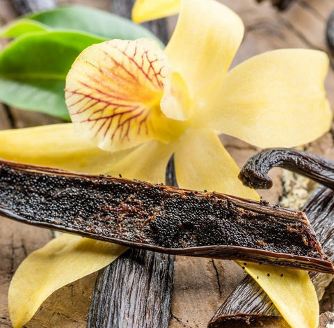 Heirloom Organic Vanilla Vine Vanilla planifolia Seeds