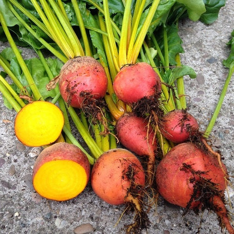 Heirloom Organic Detroit Gold Beet seeds package, GrowTime Garden Supply