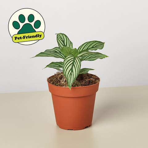 Calathea Vittata