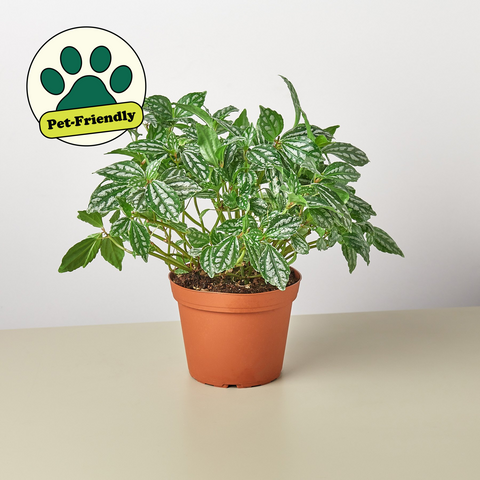Pilea Aluminum