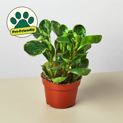 Peperomia Marble