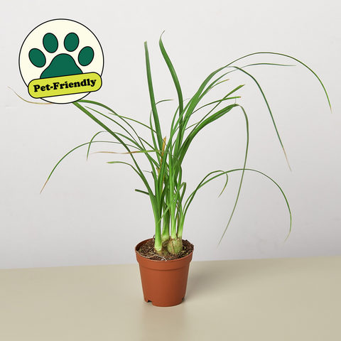 Ponytail Palm
