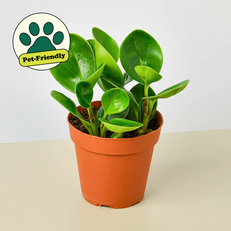 Load image into Gallery viewer, Peperomia Thailand
