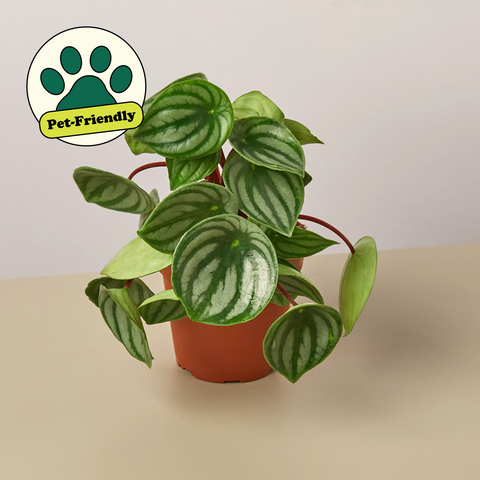 Peperomia Watermelon
