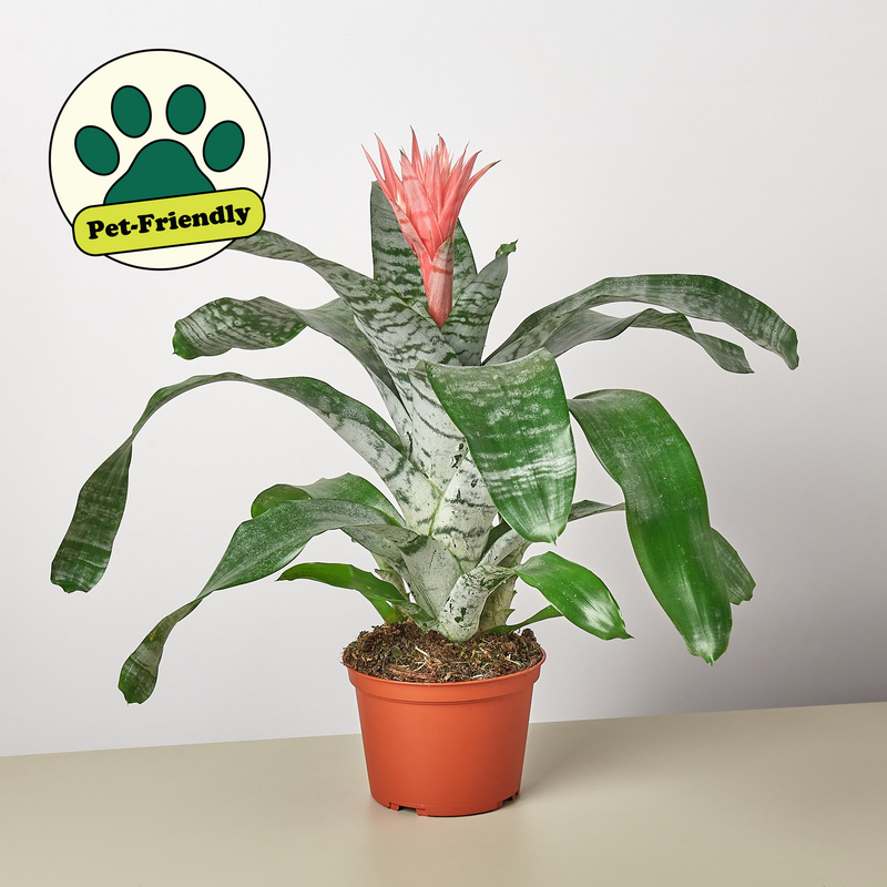 Load image into Gallery viewer, Bromeliad 'Silver Vase'
