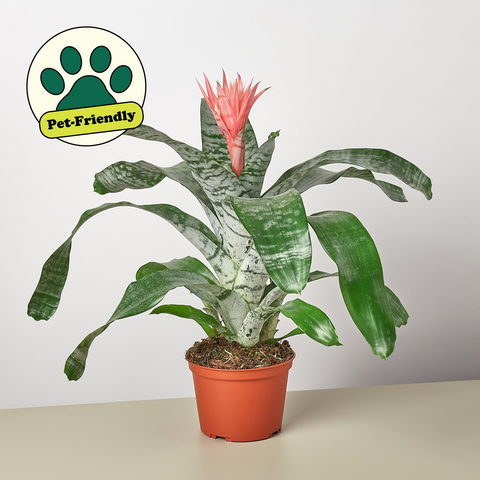 Bromeliad Silver Vase
