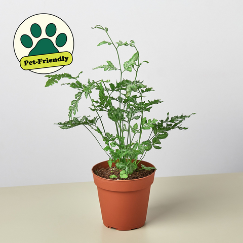 Silver Lace fern