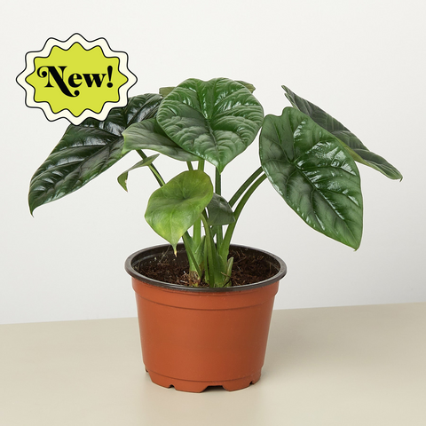 Alocasia Mirror Face, 4-inch pot