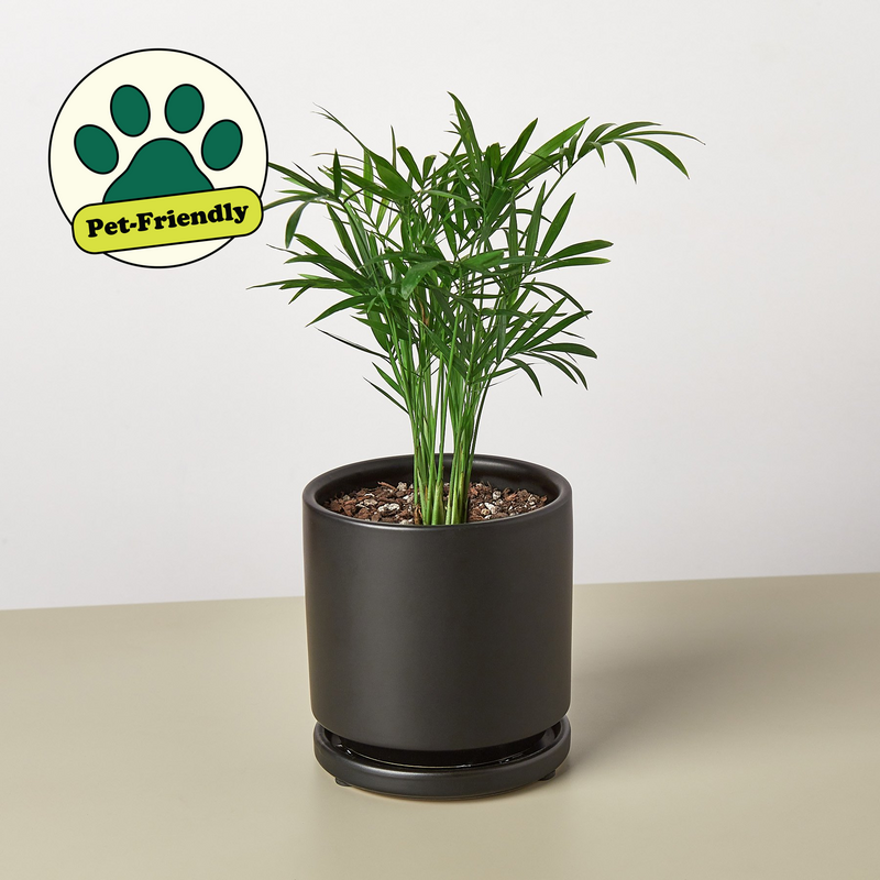 Load image into Gallery viewer, Parlor Palm
