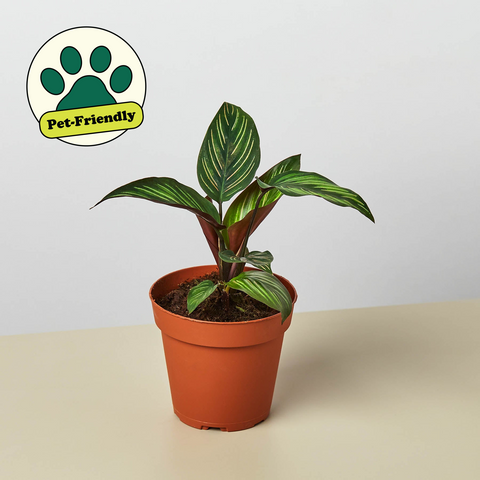 Calathea Beauty Star