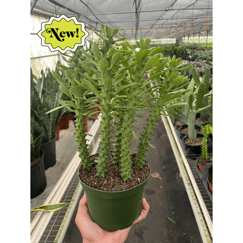 Euphorbia Sausage Spurge