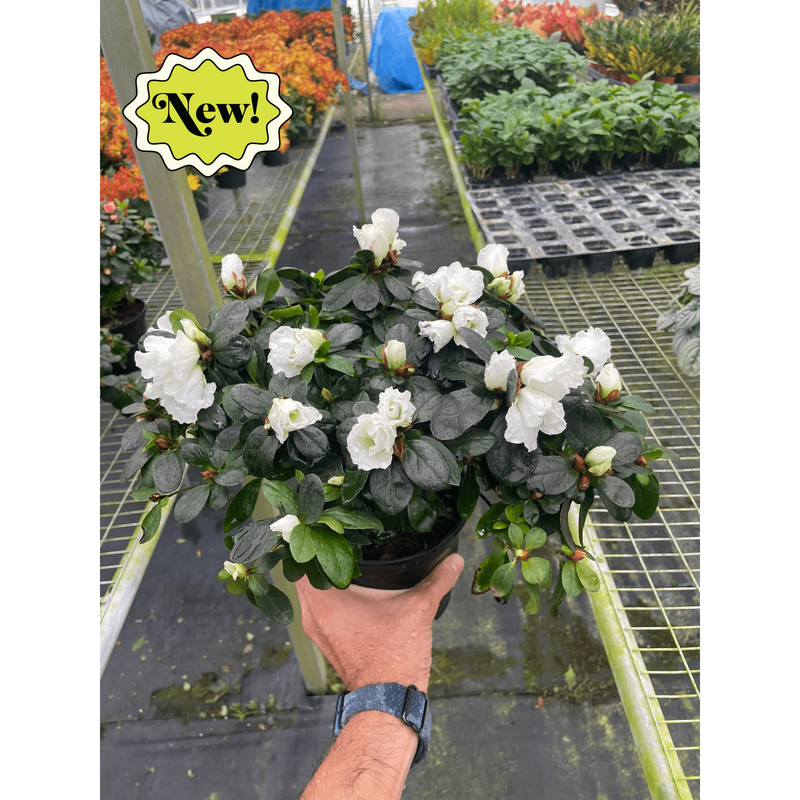 Load image into Gallery viewer, Azalea (Rhododendron)
