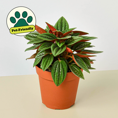 Peperomia Rosso
