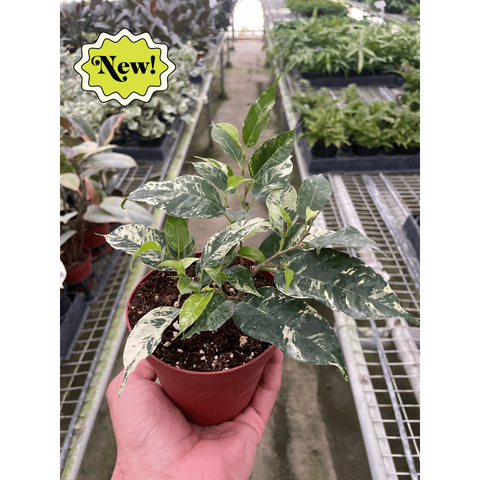 Ficus El Dorado