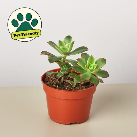 Succulent 'Kiwi', additional product view 2