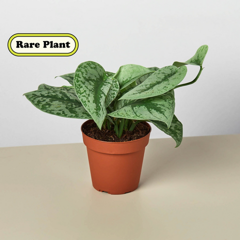 Pothos Silver Splash