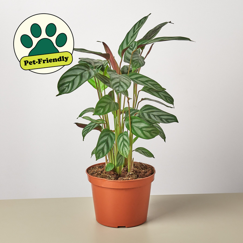 Load image into Gallery viewer, Calathea 'Grey Star'
