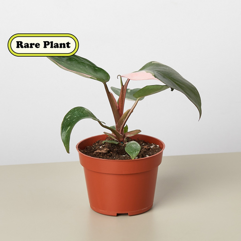 Philodendron Pink Princess