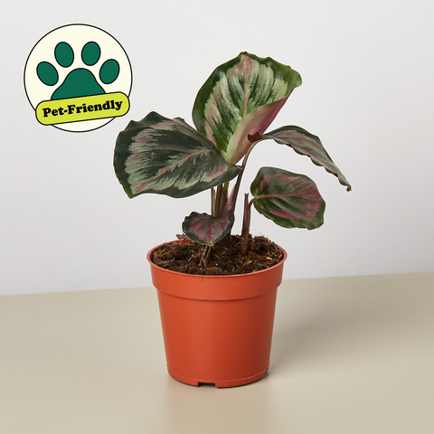 Calathea Roseopicta Medallion II