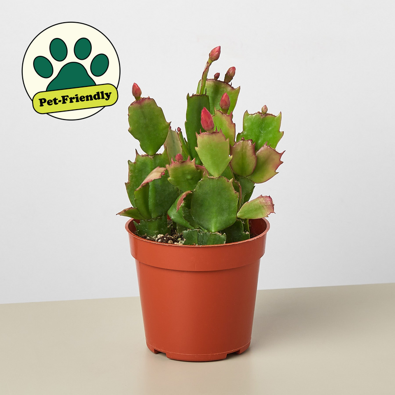 Load image into Gallery viewer, Zygocactus 'Christmas Cactus'
