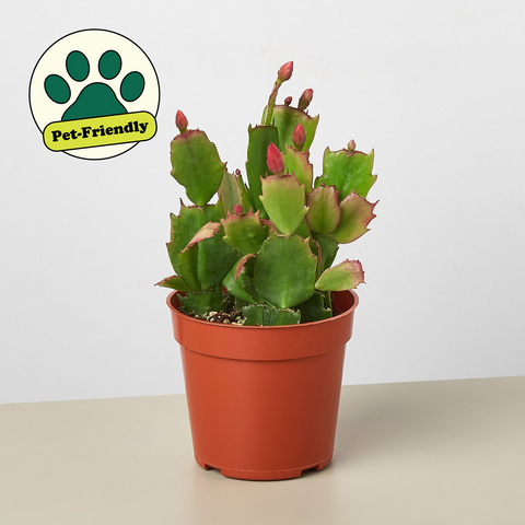Zygocactus Christmas Cactus