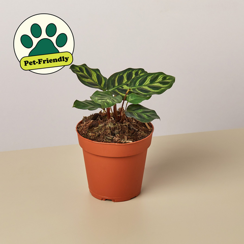 Calathea Makoyana